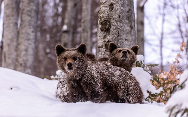 Bear in inverno.