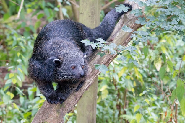 Bearcat - Binturong che cammina su un ramo