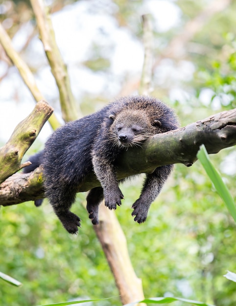 Bearcat dormiente