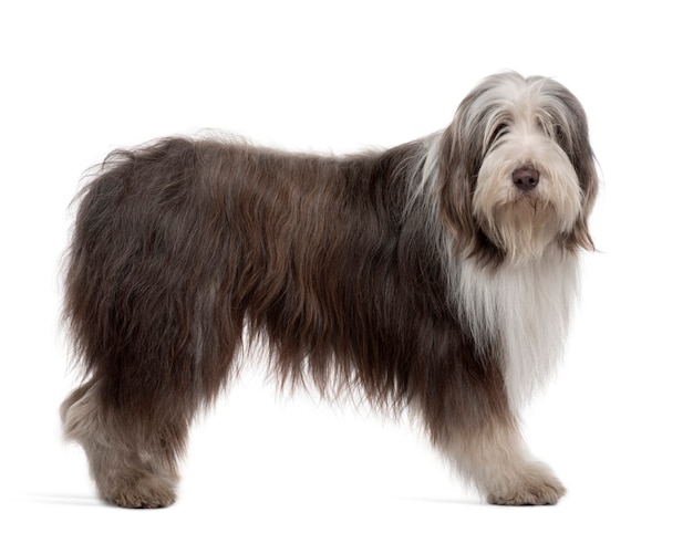 Bearded Collie, 3 anni, in piedi