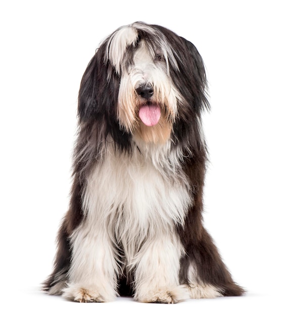 Bearded Collie seduto su sfondo bianco