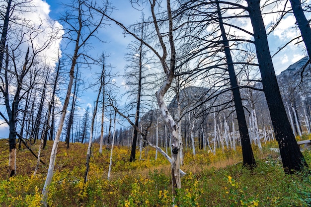 Bears Hump sentiero escursionistico dopo Kenow Wildfire in autunno. Parco Nazionale dei laghi di Waterton, Alberta, Canada.