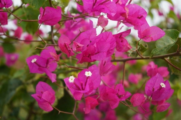 beatutul brancho di fiore rosa