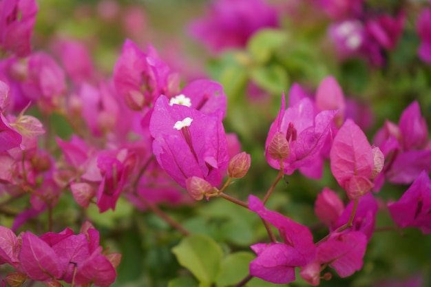 beatutul brancho di fiore rosa