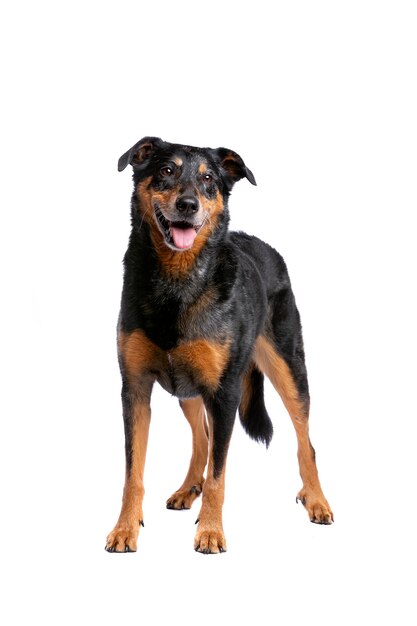 beauceron