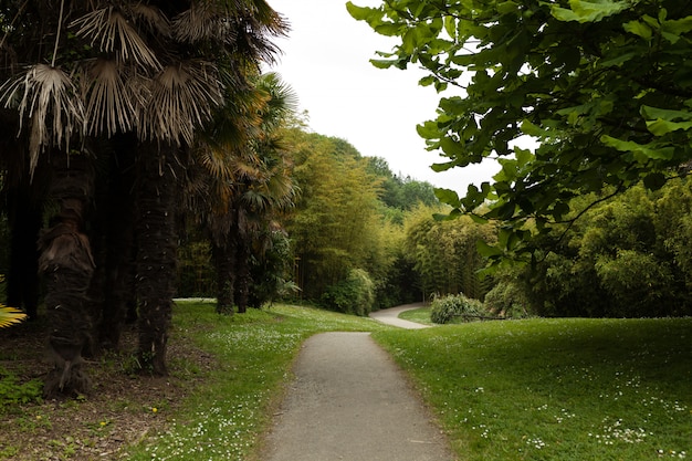 Beautiful Alley In Park