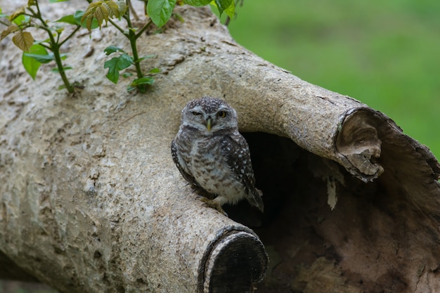 Beautiful Owl bird (Spotted owlet)