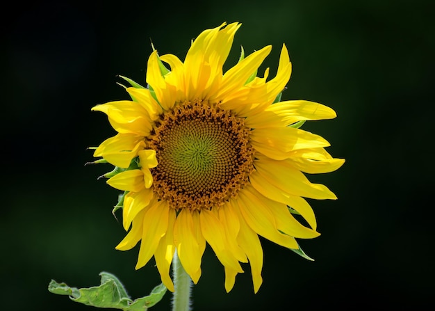 Beautiful Sunflower on Blur Bokeh Background e Sunny Day Sunflower Wallpaper Closeup Macro