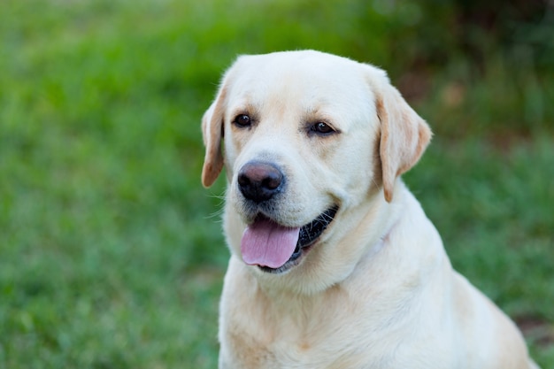 Beautigul Yellow Golden Labrador