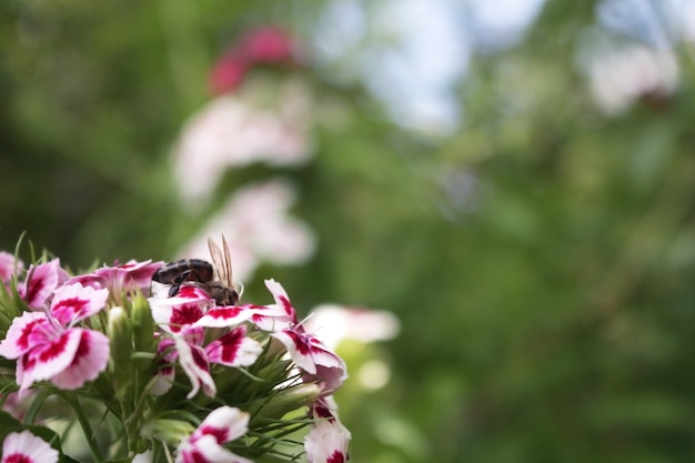 Bee sittin su un giardino fiorito