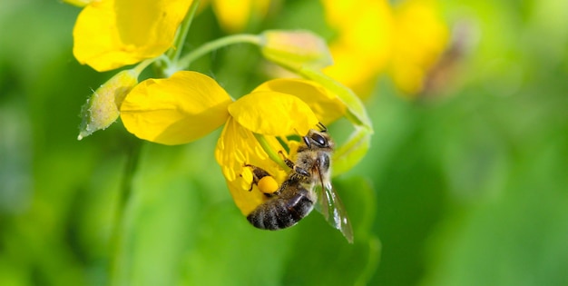 Bee su un erba di erba di San Giovanni di un