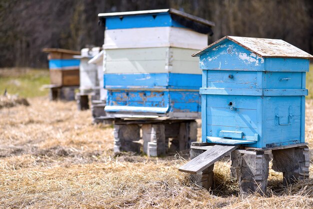 Bee ulii in piedi in campo in estate