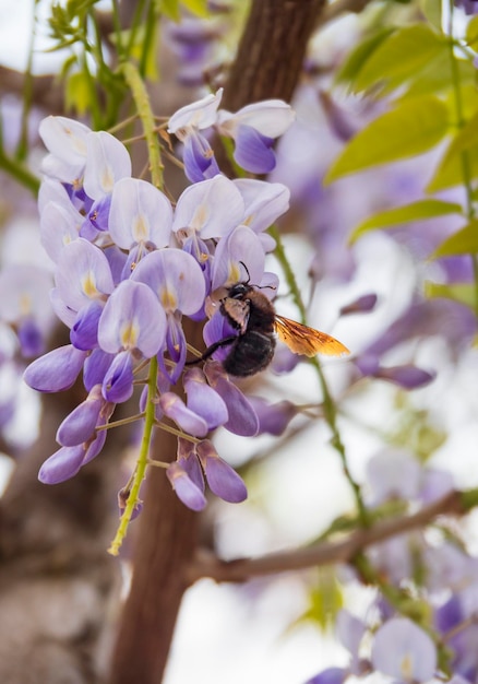 Bee Xylocopa valga e bellissimo fiore viola Wisteria Sinensis in una giornata di sole