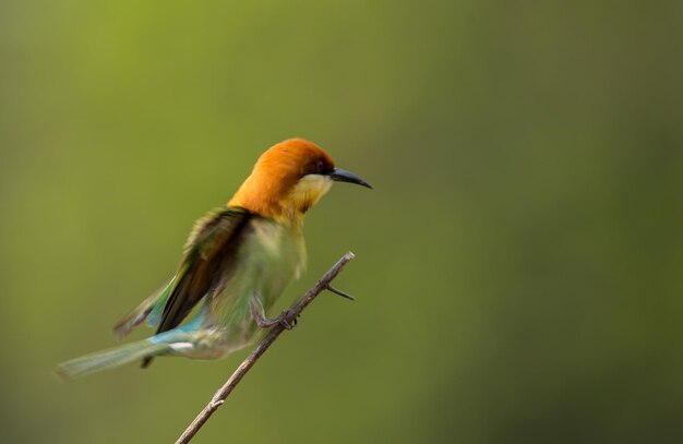 Beeeater castagno Merops leschenaulti sul ramo di un albero