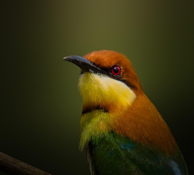 Beeeater castagno Merops leschenaulti sul ramo di un albero