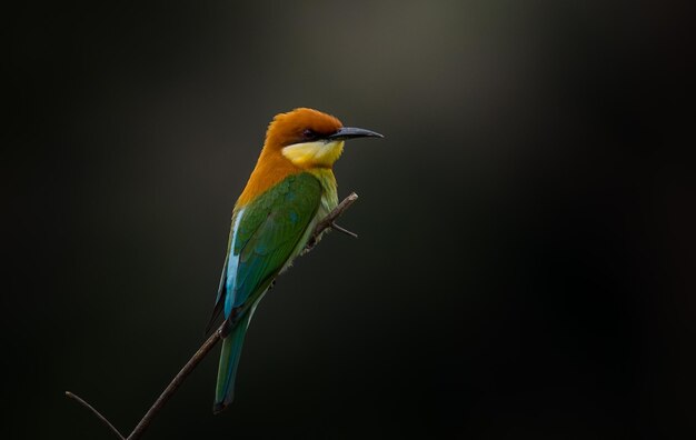 Beeeater castagno Merops leschenaulti sul ramo di un albero