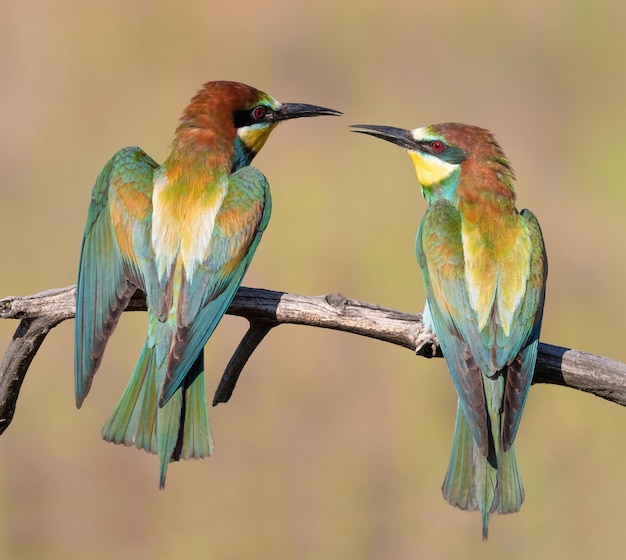 Beeeater europeo Merops apiaster Maschio e femmina seduti su un ramo uno accanto all'altro