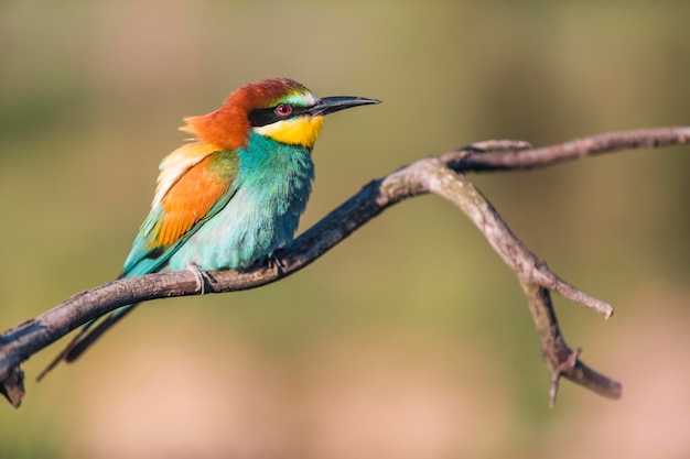 Beeeater europeo Merops apiaster su un ramo al mattino