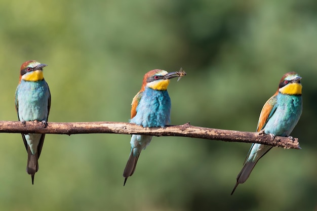 Beeeater europeo Merops apiaster Tre uccelli siedono insieme su un ramo