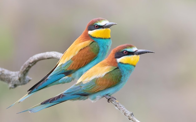 Beeeater europeo Merops apiaster Un maschio e una femmina siedono fianco a fianco su un ramo Primo piano degli uccelli