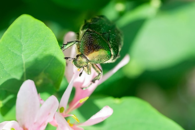 Beetle cetonia aurata seduto su fiori biancospino primo piano Sfondo della natura