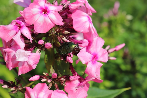 Beetle Cetonia aurata sui fiori di phlox