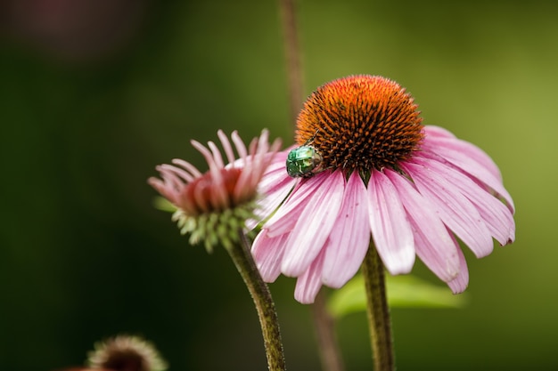 Beetle è seduto su un fiore margherita