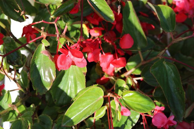 Begonia coccinea foto di fiori di colore rosso. Bellissimo sfondo floreale e carta da parati