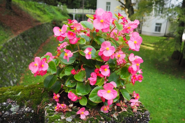 Begonia di cera rossa rosa o Begonia semperflorens Begonia x semperflorenscultorum Pianta da aiuola nel paesaggio Ammassamento nei bordi dei letti e come bordatrice Utilizzare in contenitori e fioriere