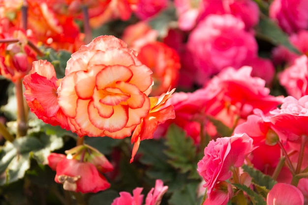 begonia fiori da vicino