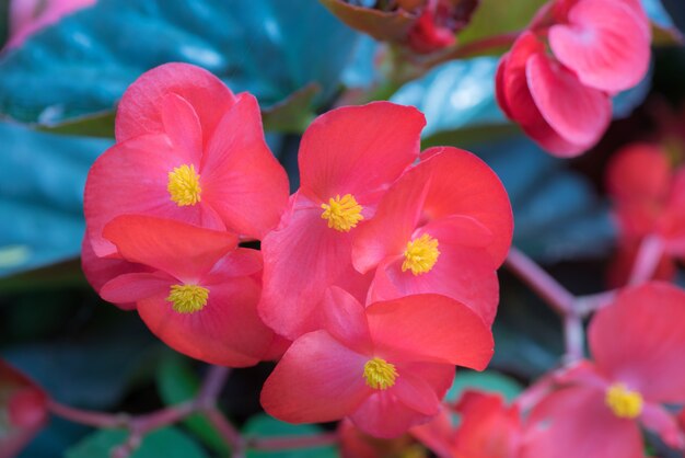 Begonia Fiori su foglia verde con polline giallo.