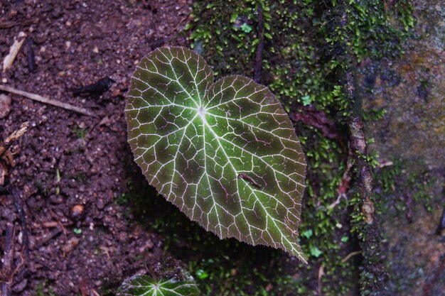 Begonia fulgurata congedo colorato e nativo solo a Chiangmai Thailandia