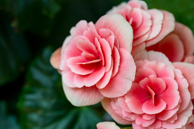 Begonia in fiore elatior della varietà Borias Floricoltura hobby verde casa