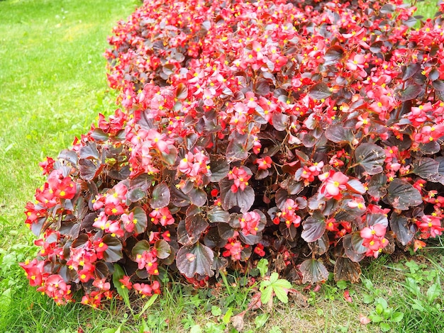 Begonia x semperflorenscultorum Le begonie di cera sono un membro molto popolare della famiglia delle begonie delle Begoniaceae, spesso usato come pianta annuale da aiuola rossa. Prato paesaggistico per aiuole