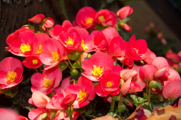 Begonie di cera luccicanti rosse che brillano nel giardino. Begonia rossa. Molti piccoli fiori rossi in giardino.