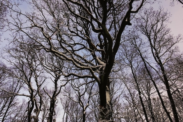 Bei alberi con neve nella foresta invernale