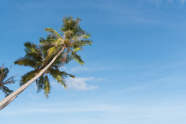 Bei alberi di noce di cocco in Maldive. Concetto di vacanza e vacanze