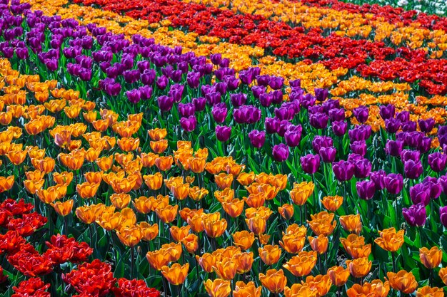 Bei campi dei tulipani nei Paesi Bassi in primavera sotto un cielo di tramonto