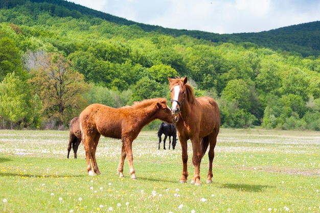 Bei cavalli marroni e neri che mangiano erba e che pascono in un prato e in un campo verde.