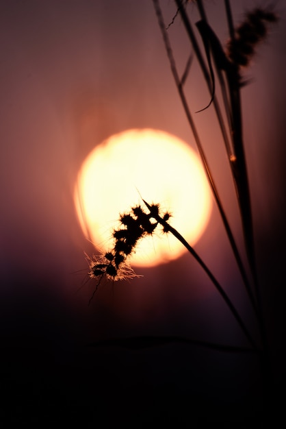 Bei fiore e bokeh della sfuocatura con luce solare.