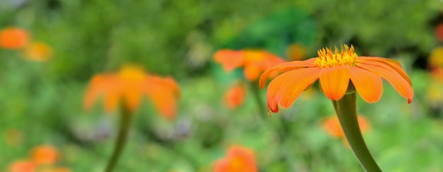 Bei fiori arancioni che fioriscono sul verde