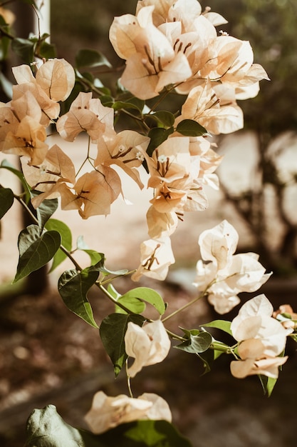 Bei fiori beige pallidi tropicali che sbocciano sul ramo