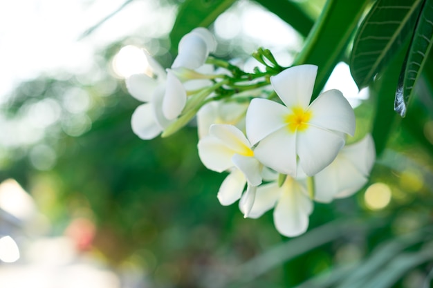 Bei fiori bianchi e gialli di plumeria in tempo mattina, fiore della stazione termale.