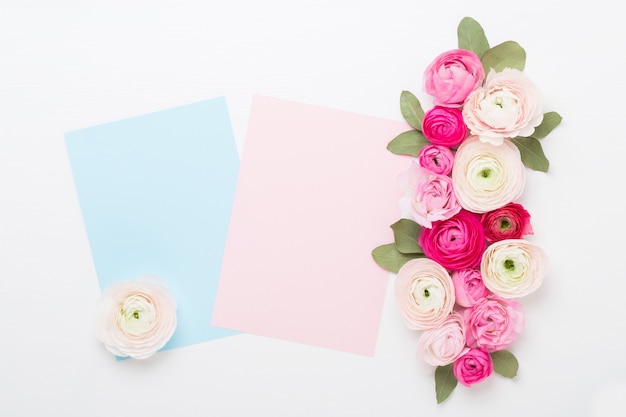 Bei fiori colorati del ranuncolo su un bianco.