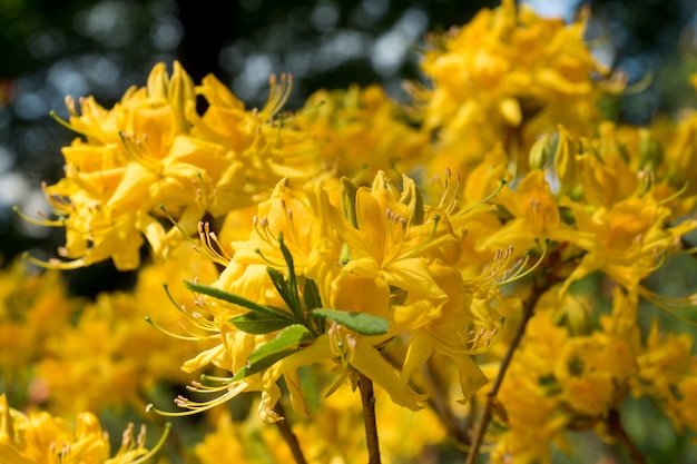 Bei fiori colorati del rododendro nel giardino di primavera. Messa a fuoco selettiva