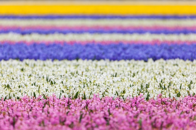 Bei fiori del giacinto nel giardino di primavera