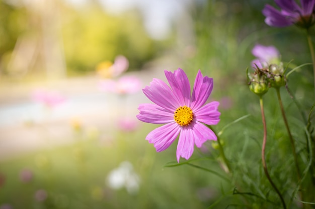 Bei fiori dell&#39;universo al giardino