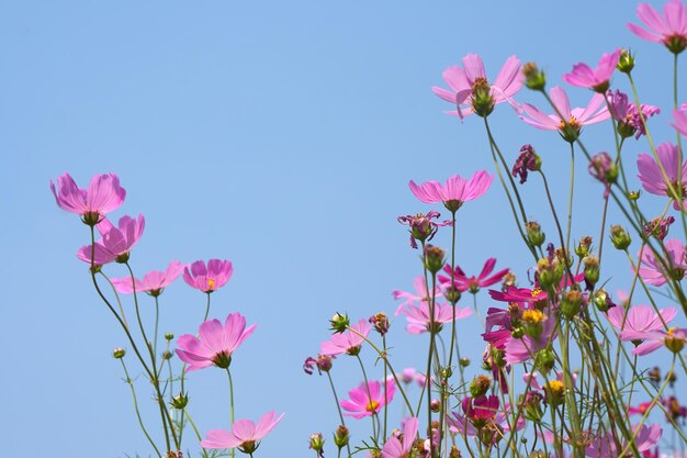 Bei fiori dell'universo che fioriscono nei precedenti del cielo blu del sole