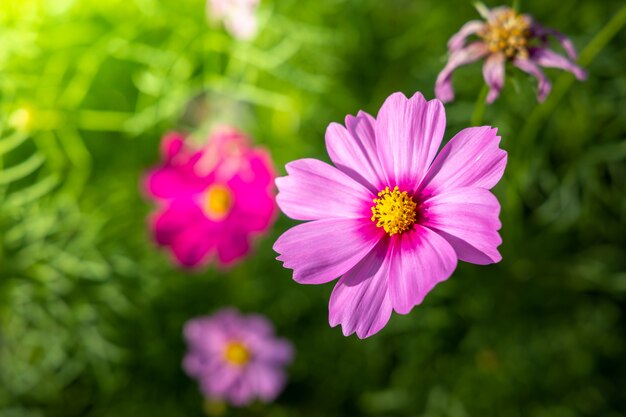 Bei fiori dell'universo in giardino. Sfondo di natura.