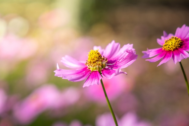 Bei fiori dell'universo in giardino. Sfondo di natura.